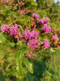 Iron Weed (Vernonia gigantea) | Roundstone Native Seed | Wildflower Meadows  | Conservation | Wildlife Habitat