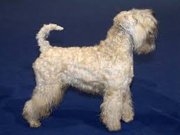 Image result for irský teriér