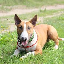 Miniature bull terrier puppies for adoption. English Bull Terrier Pdsa