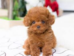 Pawrade connects pawsome people like you with happy, healthy puppies from our respected, prominent breeder relationships we've established over the last 15 years. Tiny Teacup Poodle For Sale Micro Puppies Poodles For Sale