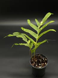 Image result for Drynaria