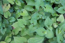 Image result for Hylebates cordatus