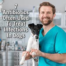 7 Antibiotics Often Used To Treat Infections In Dogs Me Him And The Cats