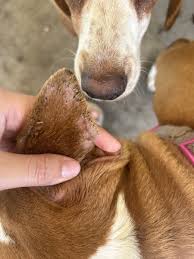 Image result for scabies dog ear