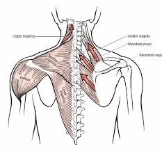 These muscles form the outer shape of the shoulder and underarm. Paraspinal Muscles Anatomy Anatomy Lecture Fall Semester 2013 Study Guide 2012 13 Conover Muscle Anatomy Human Anatomy And Physiology Anatomy