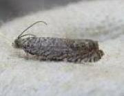 Image result for Cydia microgrammana