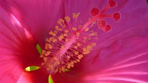 Image result for Hibiscus mechowii