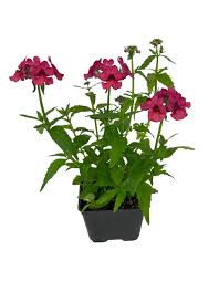 Image result for Nesaea pygmaea