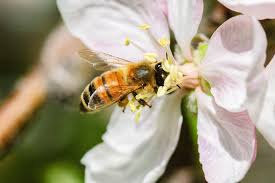 We did not find results for: Importance Of Honey Bees In The Orchard Stemilt