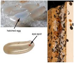 Image result for bed bugs eggs