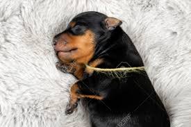 Retrato Aproximado De Um Filhote Recém-nascido De Um Pinscher Miniatura  Preto E Castanho Sobre Um Fundo Cinza Foto Royalty Free, Gravuras, Imagens  e Banco de fotografias. Image 208561626