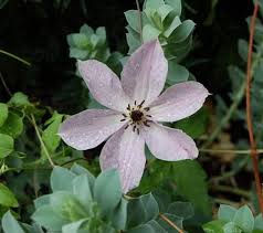 Fairy Dust Clematis Soft Lavender 4 Inch Flowers White Bars Etsy Clematis Plant Seedlings House Plant Delivery