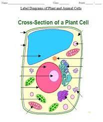 Cells placed in a hypotonic solution increase in volume because of the inward diffusion (movement from outside of the cell to the inside of. Plant And Animal Cell Organelles Cellule Vegetale Science Et Education