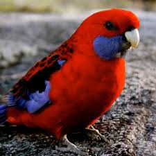 Bird Aviary For Sale Nsw Pin Op Birds