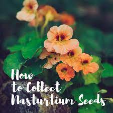 Items to sow now best sellers our favourites seeds for pollinators new for 2021. How To Collect Nasturtium Seeds Dengarden