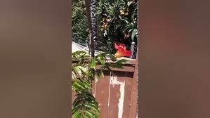 Image result for Fernandoa magnifica