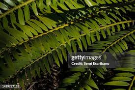 Image result for Encephalartos lebomboensis