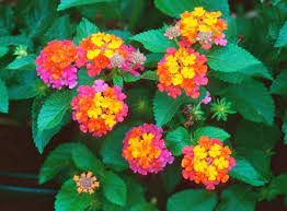 Air and water temperature, air pressure, humidity, wind speed, magnetic field and uv index. Beautiful Flowers That Can Handle The Heat Myvirtualflower