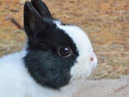 Black And White Spotted Rabbit Breeds Dwarf Hotots Dwarf Hotot Rabbit Breeds Florida White Rabbit