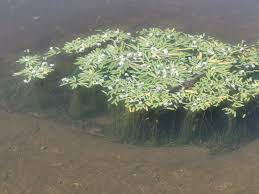 Image result for Aponogeton stuhlmannii