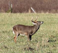 Like other deer species, the rusa deer causes agricultural damage, but overall it is considered a minor pest. Cwd Two States Away But Not Yet In Georgia Georgia Wildlife Blog