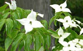 The tree is commonly planted as an ornamental in residential and public areas because of its showy bracts and interesting bar. Blumenhartriegel Venus Pflanzen Und Pflegen Mein Schoner Garten