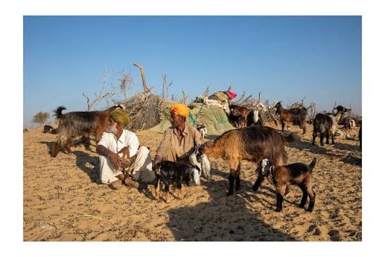 Portrait of a Rajput Shepherd,Thar Desert, Rajasthan, India Discovering the Real Desert in Rajasthan.Sand and sun stretched before me, as far as my eyes could see.Dotted with huts, buildings and endless scrub,