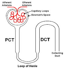 The epithelia of the proximal tubule have leaky tight junctions and can maintain only a small. Kidney And Urinary Tract