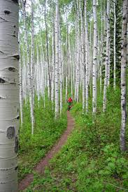Aspen Glade Trail Beaver Creek Mountain Colorado Photo Erik Proano Mountain Bike Trails Mtb Trails Cannondale Mountain Bikes