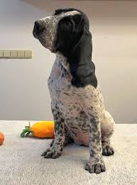 Image result for auvergneský ohař