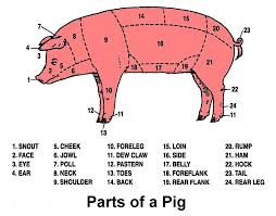 Talking About Pigs Here Are The Words To Use Showing Livestock Pig Showing Livestock Judging