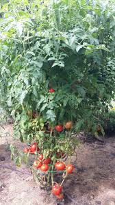 What is a tower garden, anyway? Tomato Tower In Newman Grove Ne