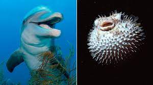 One predator of the puffer fish is sharks, however particularly the tiger shark who will eat something it comes upon. Dolphins Can Get High On Puffer Fish Says Nature Show Abc News