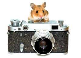 Hamster The Photographer Http Www Pinterest Com Bonniewphotos Christmas Animals Animal Photography Hamster