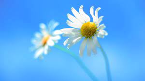 1920x1080 windows, wallpapers, desktop, background, widescreen, wallpaper, logo. 1920x1080 Windows 8 Official Laptop Full Hd 1080p Hd 4k Wallpapers Images Backgrounds Photos And Pictures