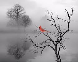 Grey Birds That Look Like Cardinals Red Cardinal Bird Home Decor Wall Art Photo Print B W Bedroom Bathroom Picture Art Photo Prints Photo Wall Art Photo Art
