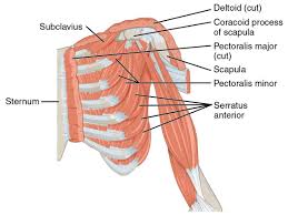 Is one of the leading international open access journals publishers covering clinical, medical, biological, pharmaceutical sciences, engineering, as well as management and technology oriented subjects. How To Release The Pectoralis Minor Ms Physiotherapy