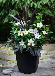 Maybe you would like to learn more about one of these? Rio Dipladenia Tropicals Image Gallery Flower Pots Outdoor Container Gardening Flowers Garden Containers