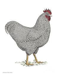 Check spelling or type a new query. Chicken Plymouth Rock Drawing Drawing By Gordon Punt