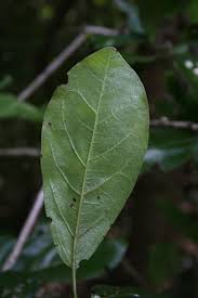 Image result for Diospyros loureiriana