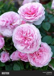 David austin roses are obviously incredibly special. Blooming English Peony Image Photo Free Trial Bigstock