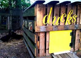 See where wood ducks live and how to build and mount a wood duck house to attract a duck family. Duck House 101 Homegrown Chicken Coop Plans Manual