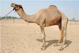 Hii student this chapter camels body parts for class ~2. National Reaesrch Center On Camel