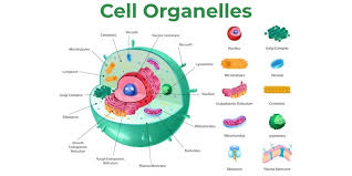 The Structure Of Plastids | Chloroplast Structure And Function