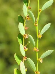 Image result for Phyllanthus parvus
