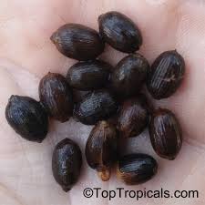 Image result for Gnetum africanum