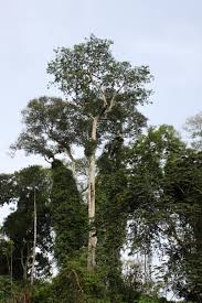 Image result for Terminalia superba