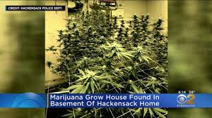 Learn about growing morel, shiitake, portobello, and oyster mushrooms indoors. Marijuana Grow House Found In Basement Of Hackensack Home Youtube