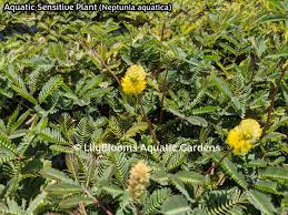 Image result for Centrostachys aquatica