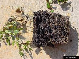 Maybe you would like to learn more about one of these? Pythium Diseases Pythium Spp On Common Periwinkle Vinca Minor 5368876